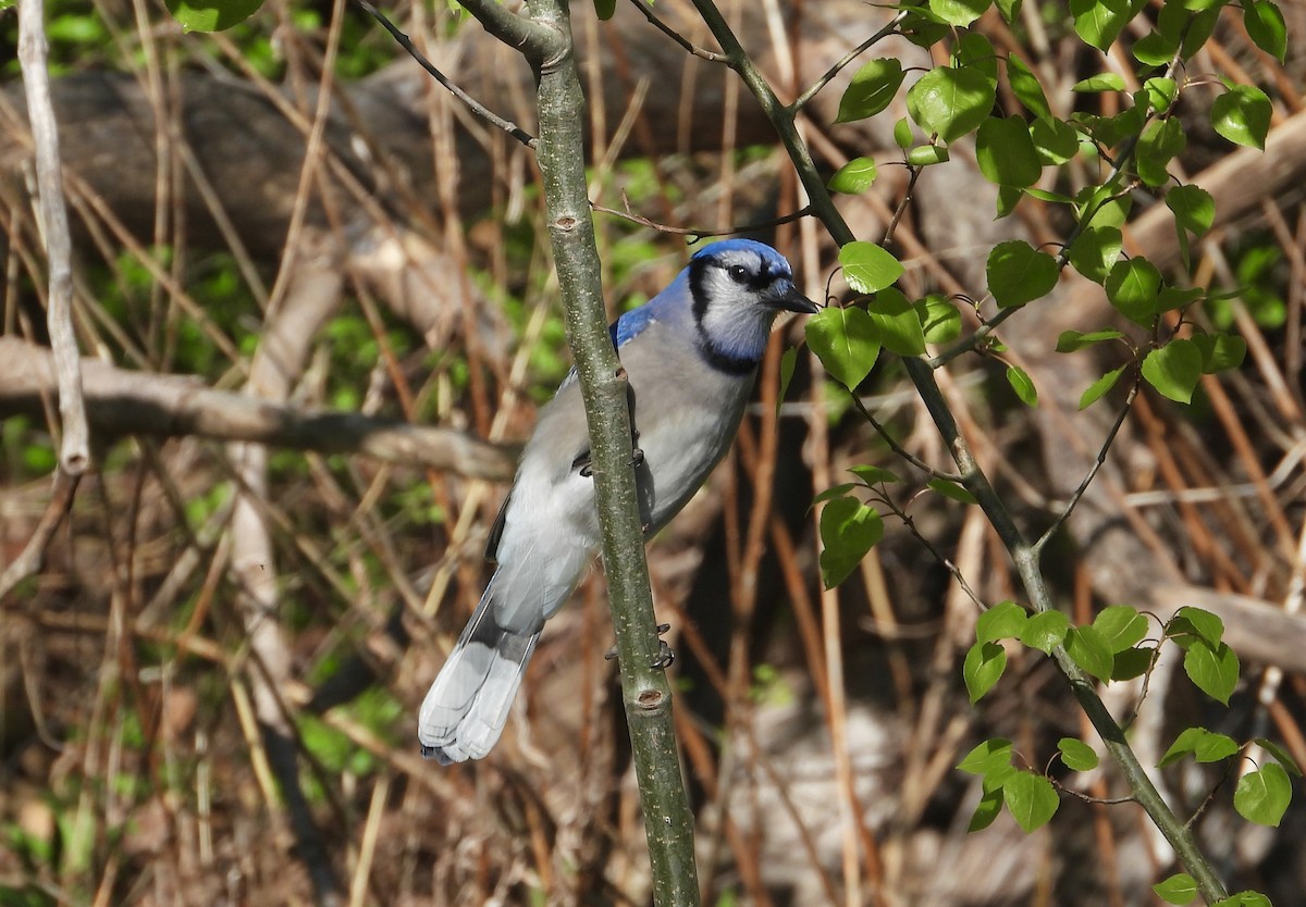 Blauhäher - ML618633278