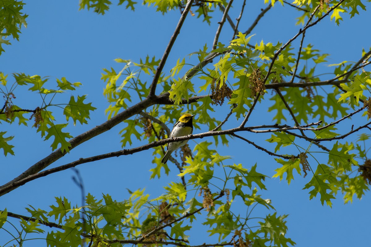 Black-throated Green Warbler - ML618633284