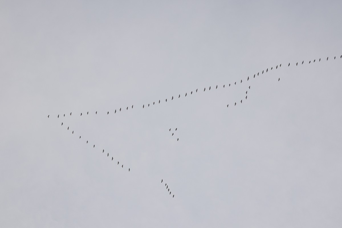 Canada Goose - Peyton Stone