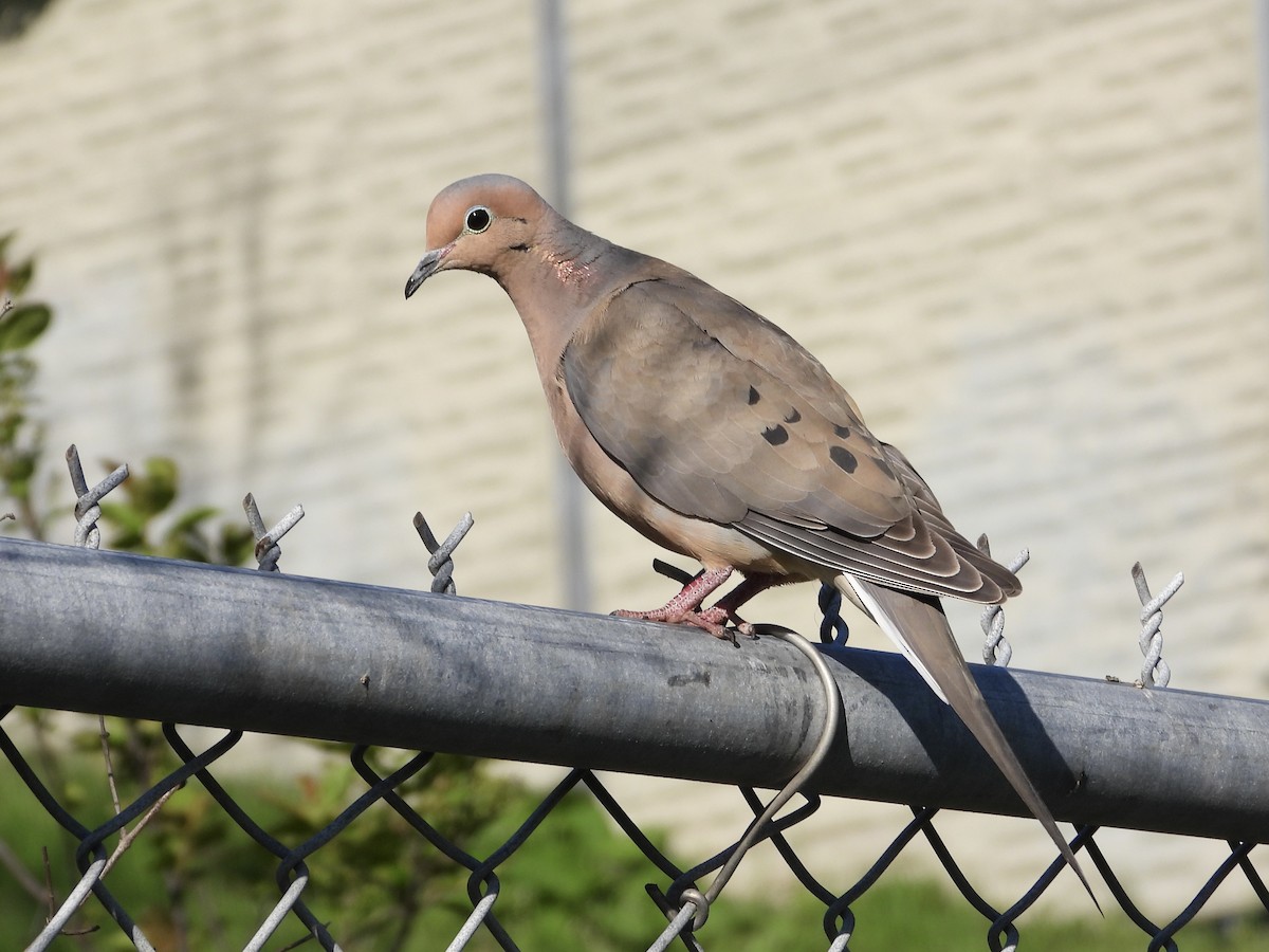 Mourning Dove - Pat Hare