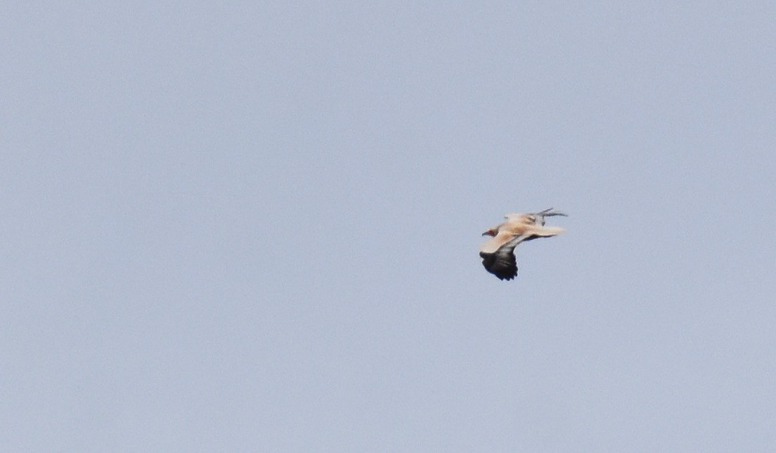 Egyptian Vulture - ML618633376