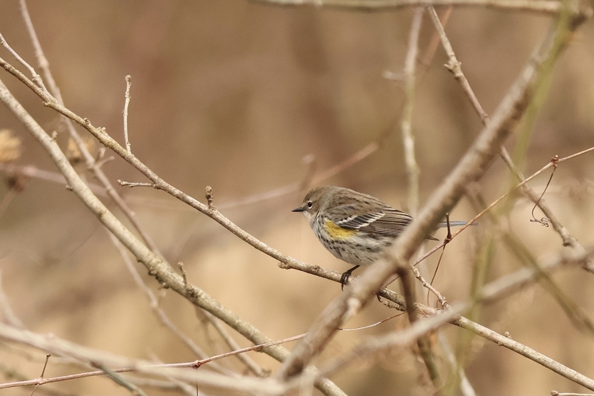 Yellow-rumped Warbler - Peyton Stone