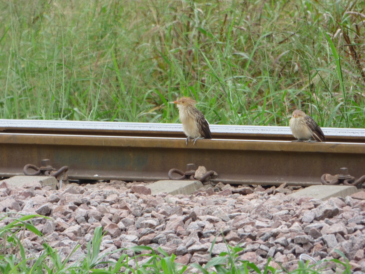 Guira Cuckoo - Pablo Hernan Capovilla