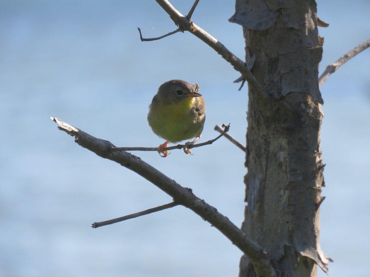 Common Yellowthroat - Guiller Mina