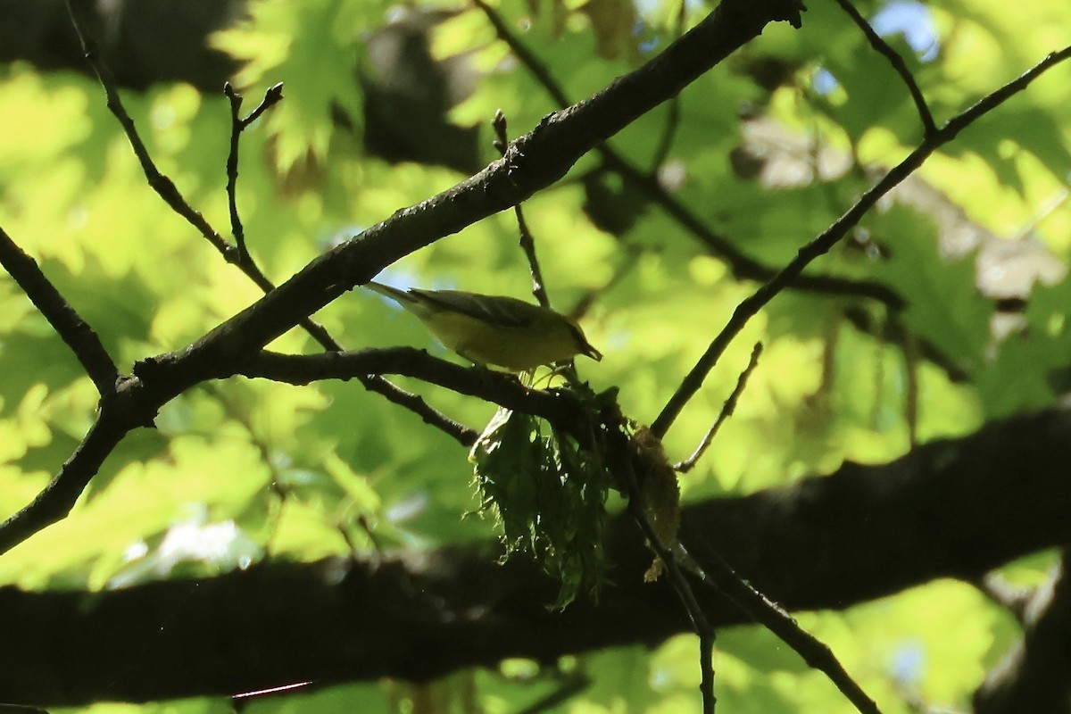 Blue-winged Warbler - ML618633508