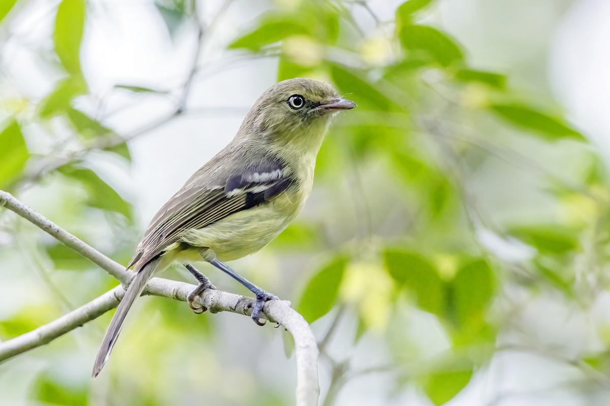 Flat-billed Vireo - Pedro Genaro Rodríguez