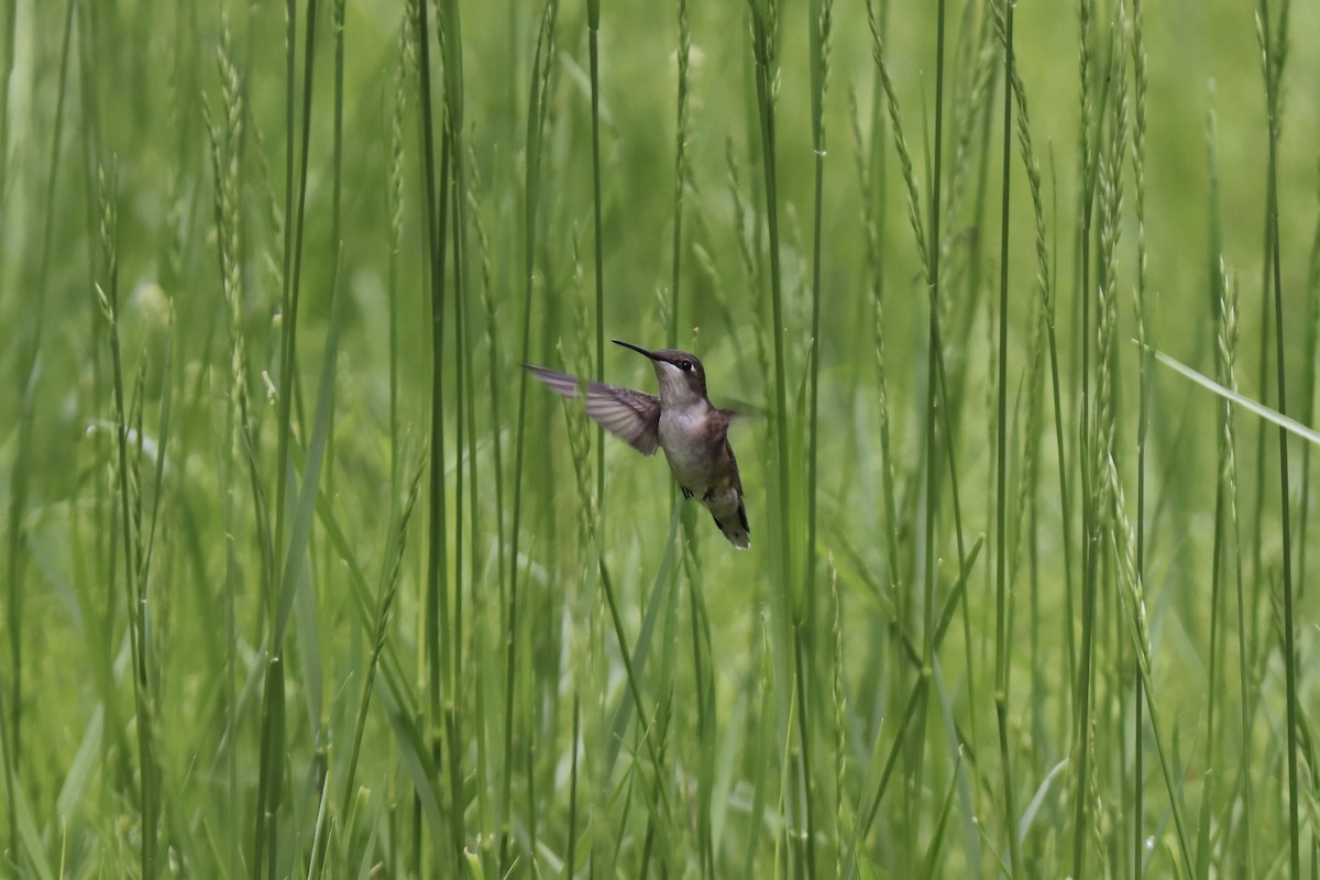 Ruby-throated Hummingbird - RIIO LU