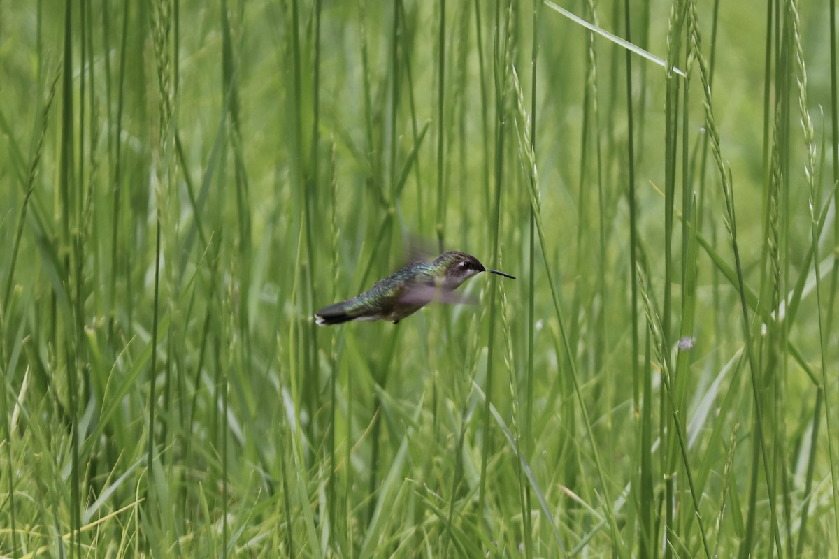 Ruby-throated Hummingbird - RIIO LU