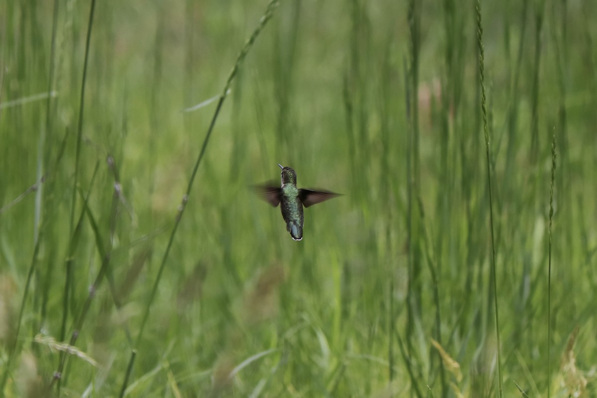 Ruby-throated Hummingbird - RIIO LU