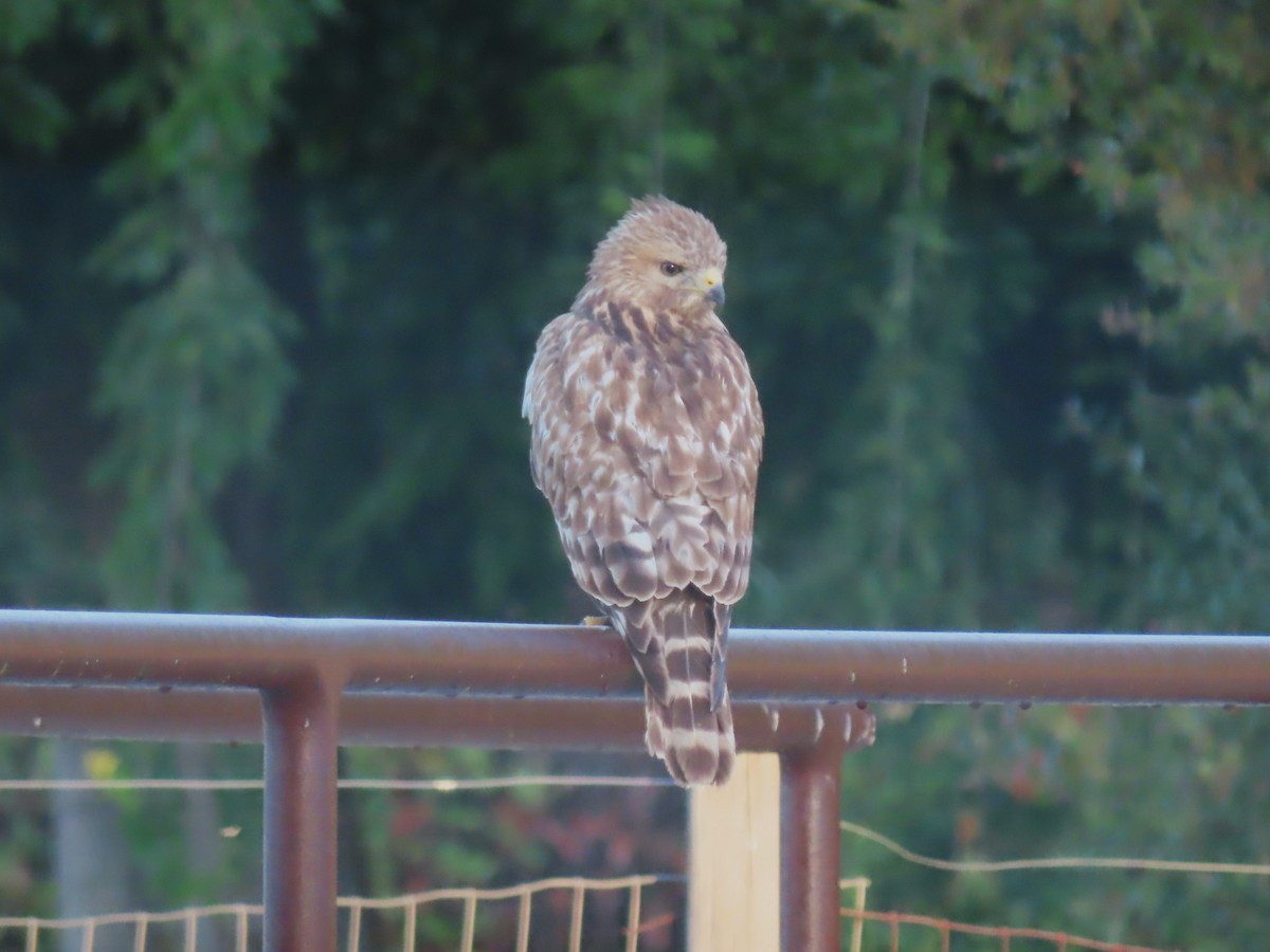 Red-shouldered Hawk (elegans) - Rick Saxton