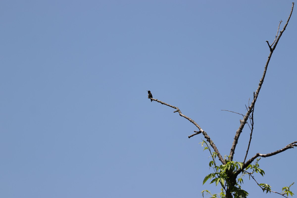 Ruby-throated Hummingbird - RIIO LU