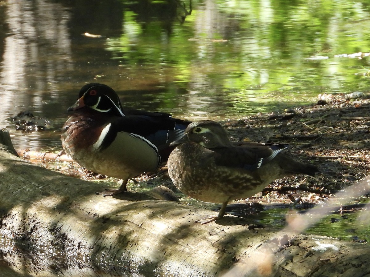 Wood Duck - ML618633653