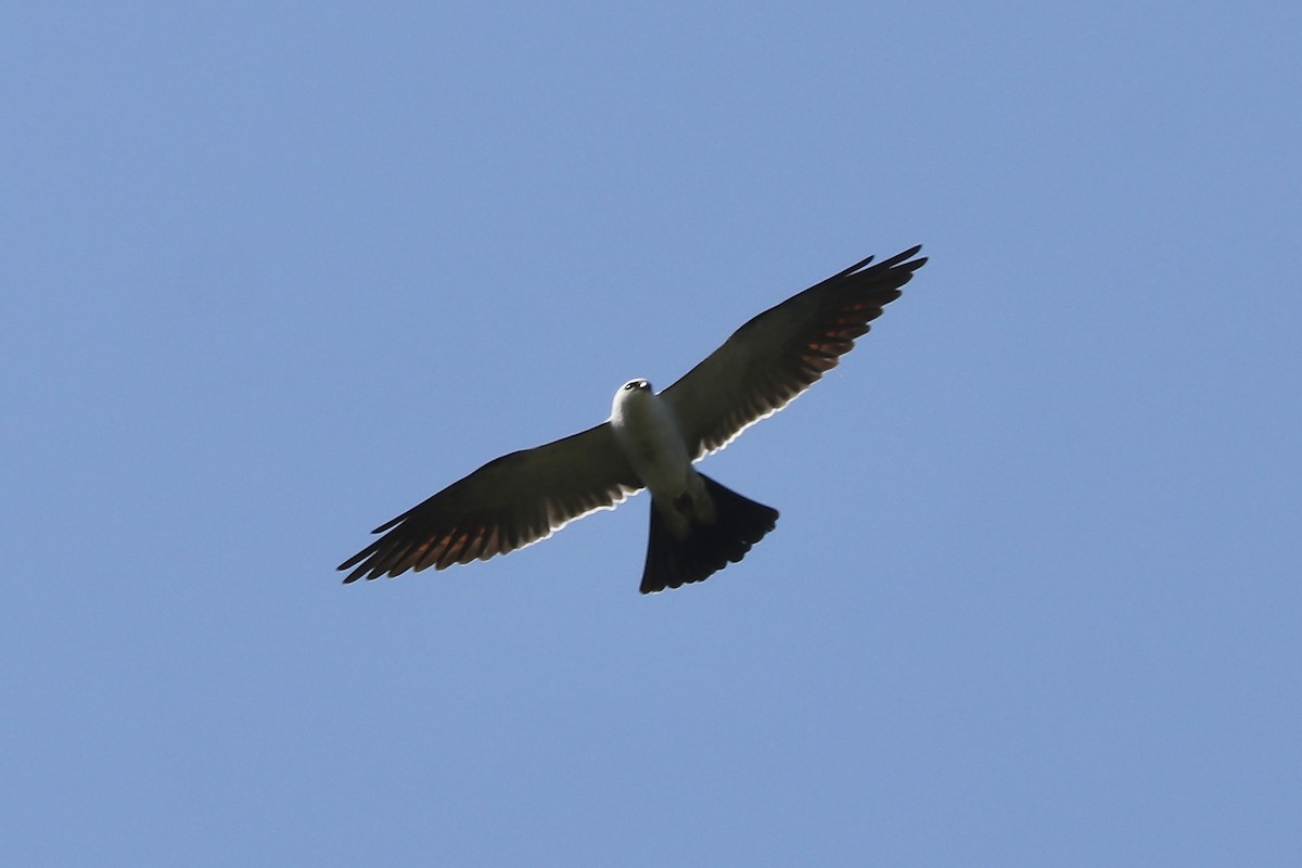 Mississippi Kite - Irvin Pitts