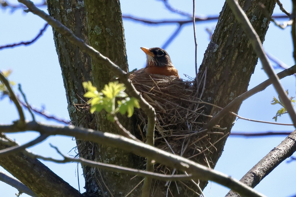 American Robin - ML618633665