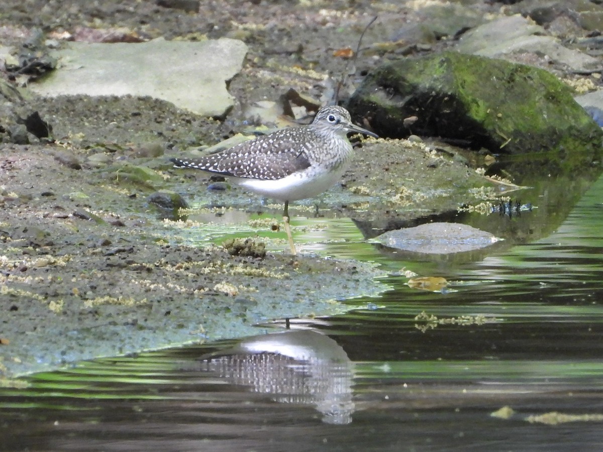 Solitary Sandpiper - ML618633671