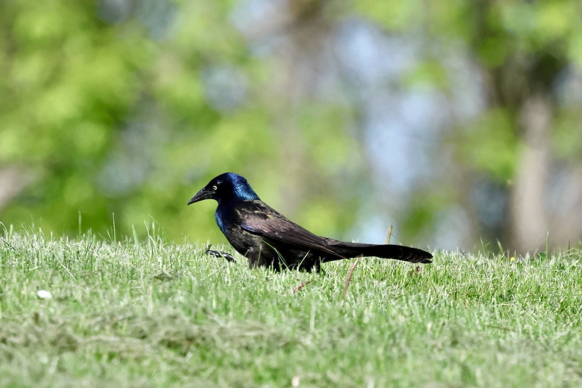 Common Grackle - Keith Pflieger