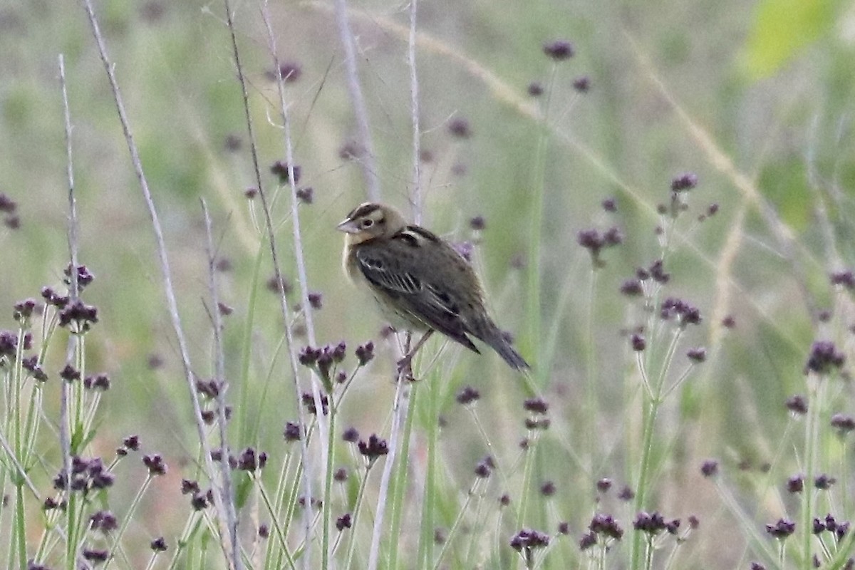 Bobolink - Irvin Pitts