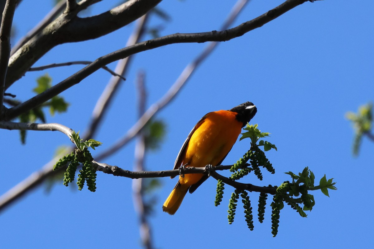 Baltimore Oriole - Keith Pflieger