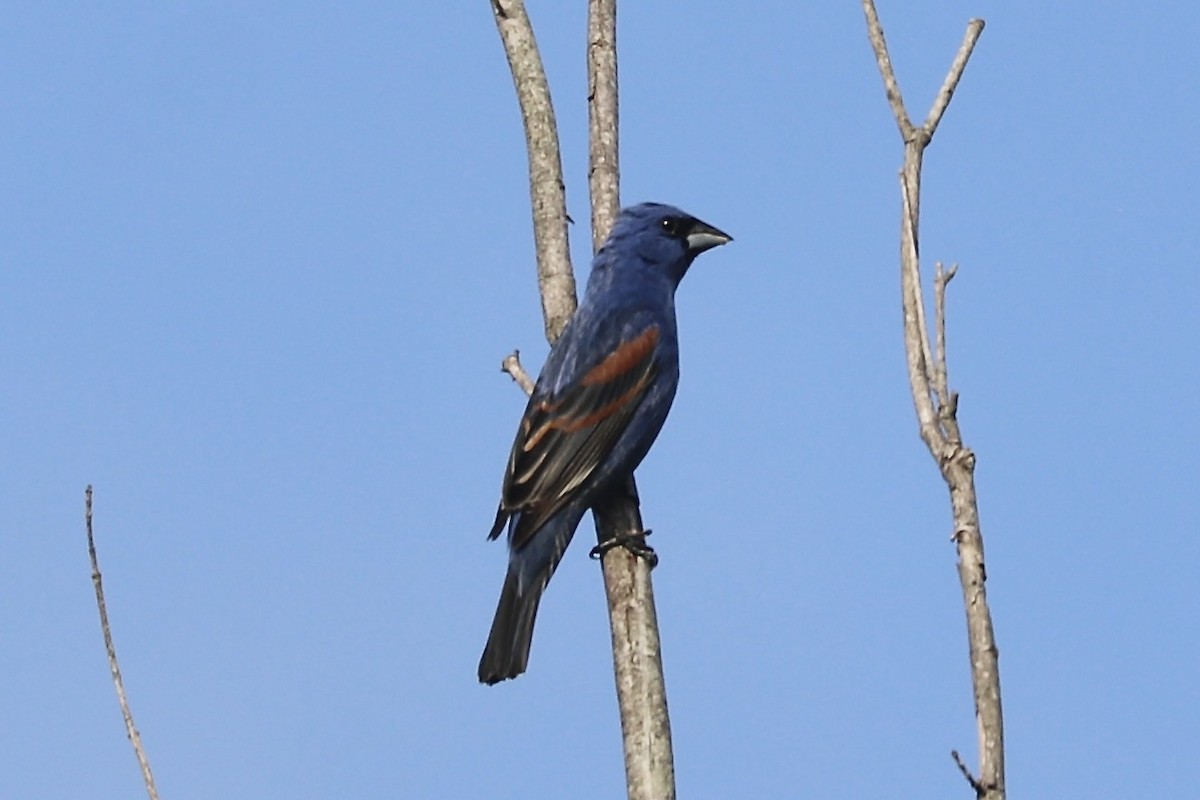 Blue Grosbeak - Irvin Pitts