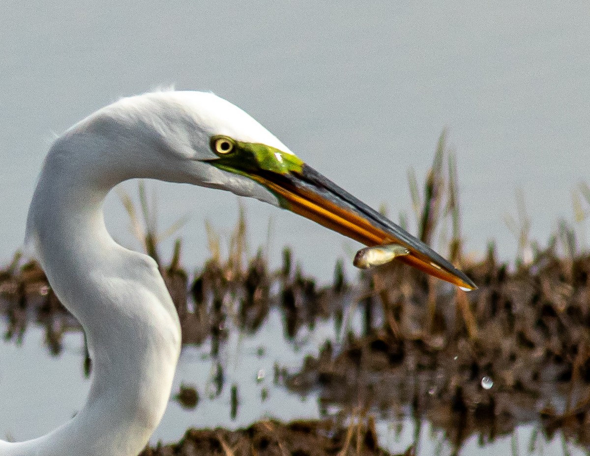 Great Egret - Donald Thompson