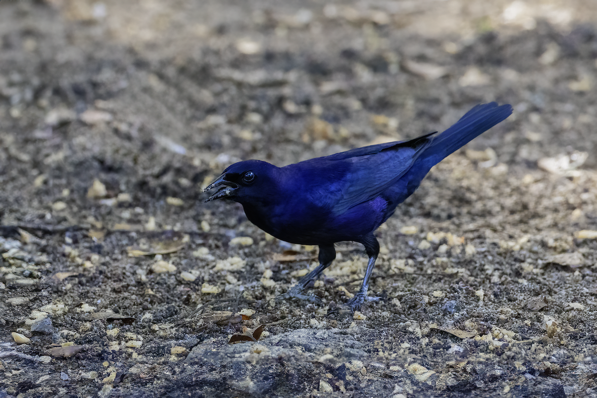 Shiny Cowbird - ML618633789