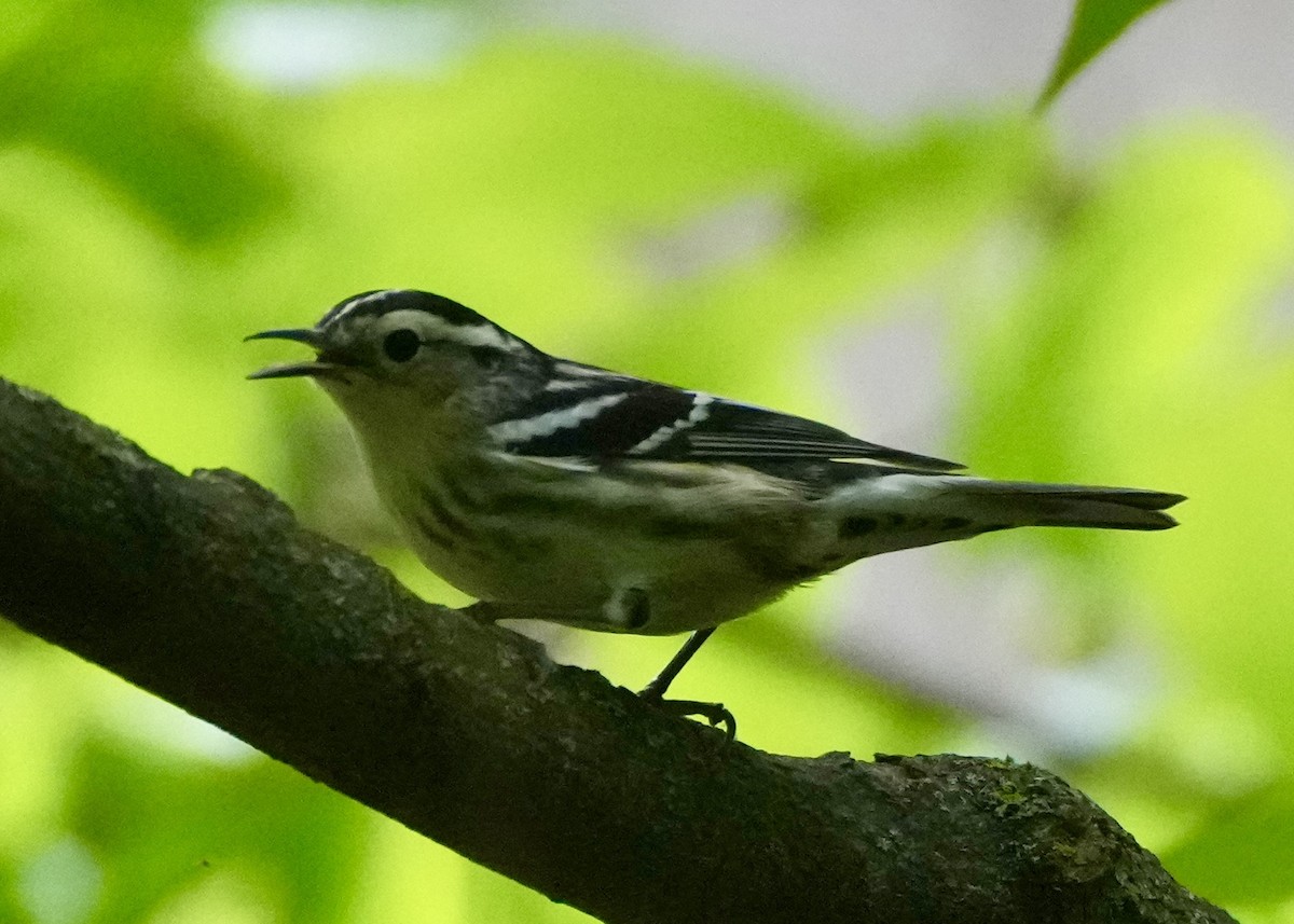 Black-and-white Warbler - ML618633818
