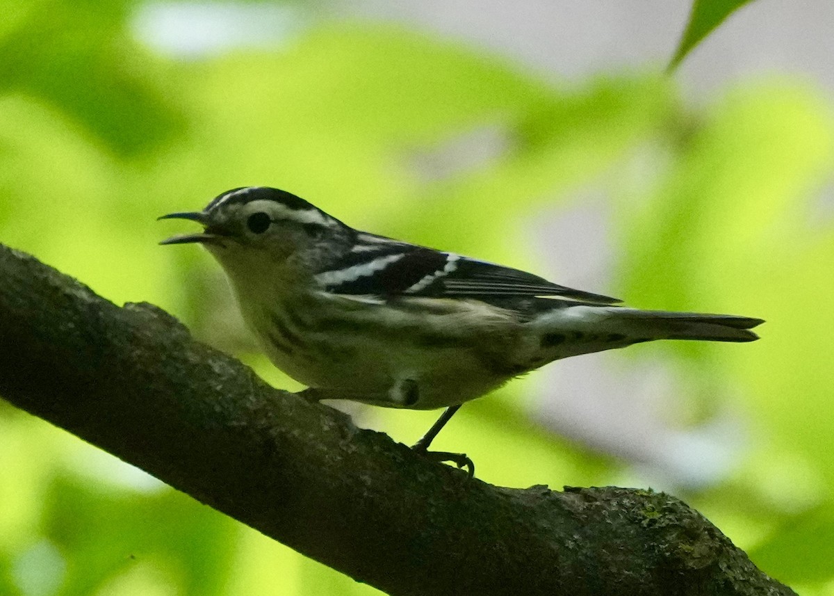 Black-and-white Warbler - Charlene Fan