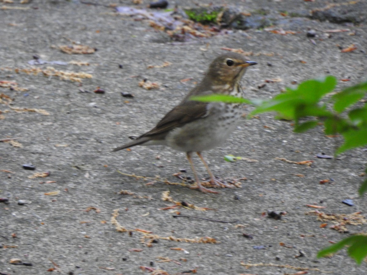 Swainson's Thrush - Ron Marek