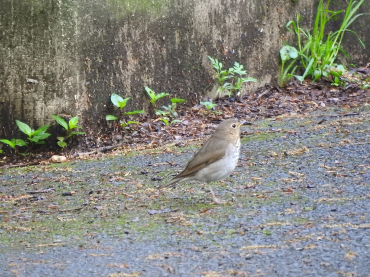 Swainson's Thrush - Ron Marek