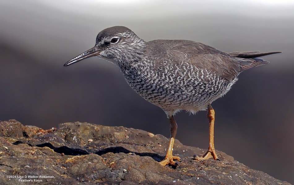 Wandering Tattler - ML618633858