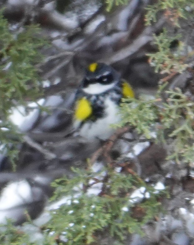 Yellow-rumped Warbler (Myrtle) - Dave Hanscom