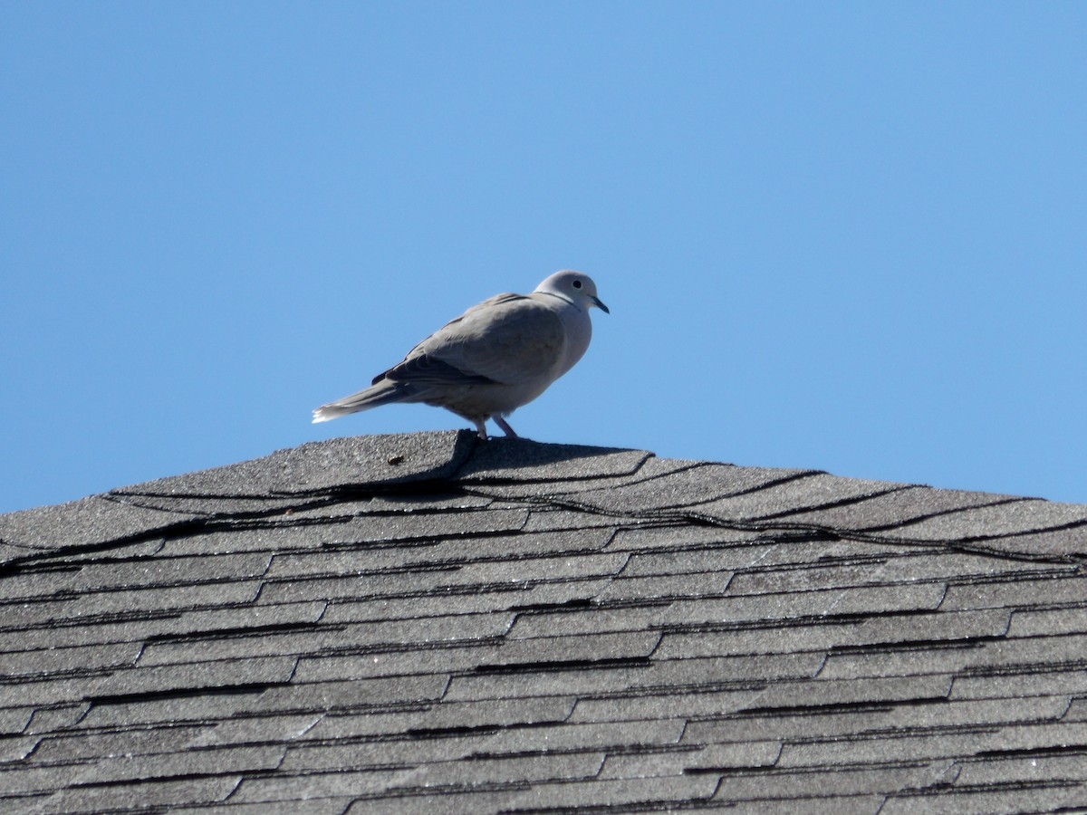 Eurasian Collared-Dove - ML618633871