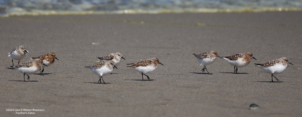 Bécasseau sanderling - ML618633892