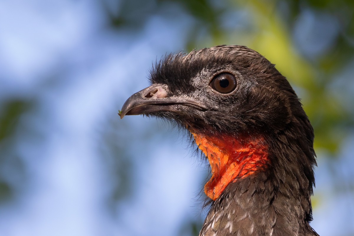 Dusky-legged Guan - ML618633895