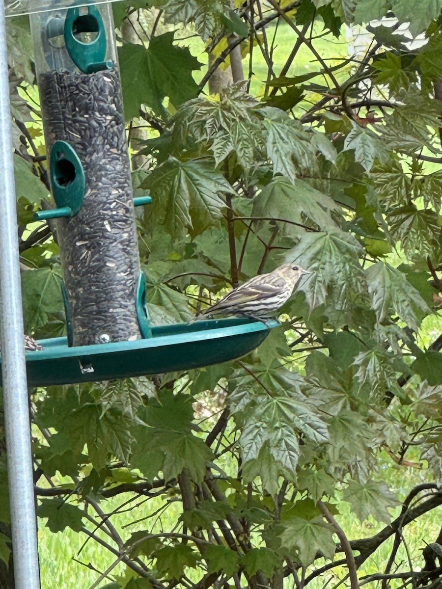 Pine Siskin - ML618633898