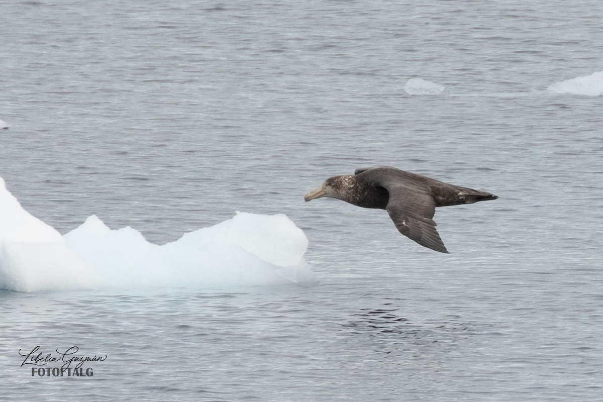 Southern Giant-Petrel - Libelia Guzmán