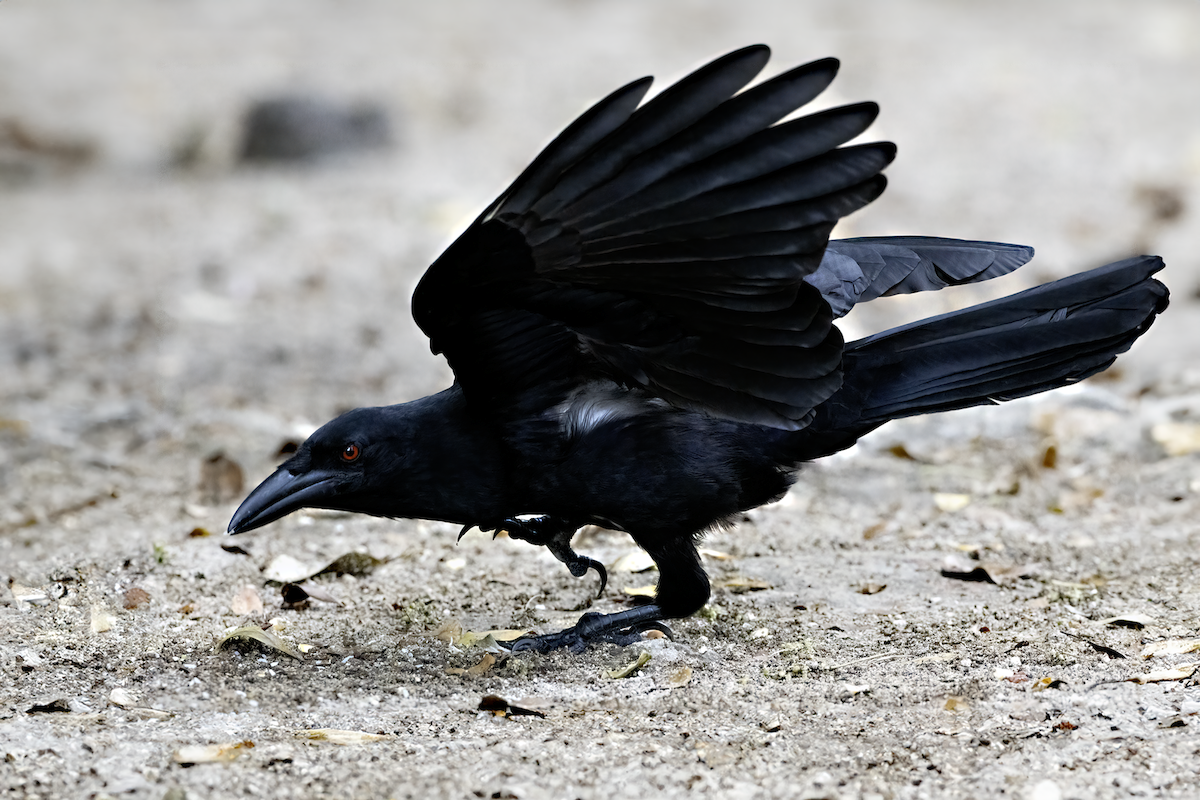 White-necked Crow - ML618633953