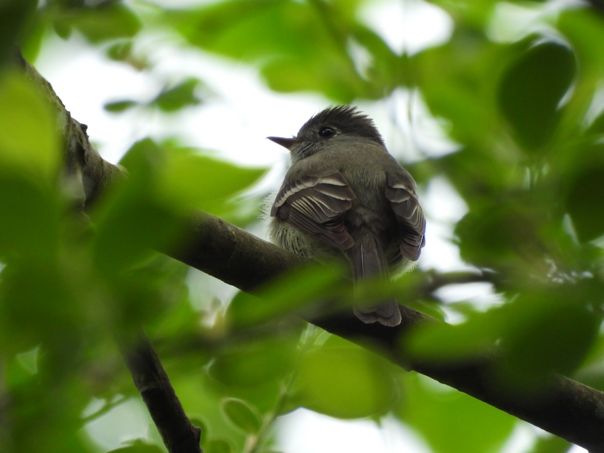 Hammond's Flycatcher - ML618633960