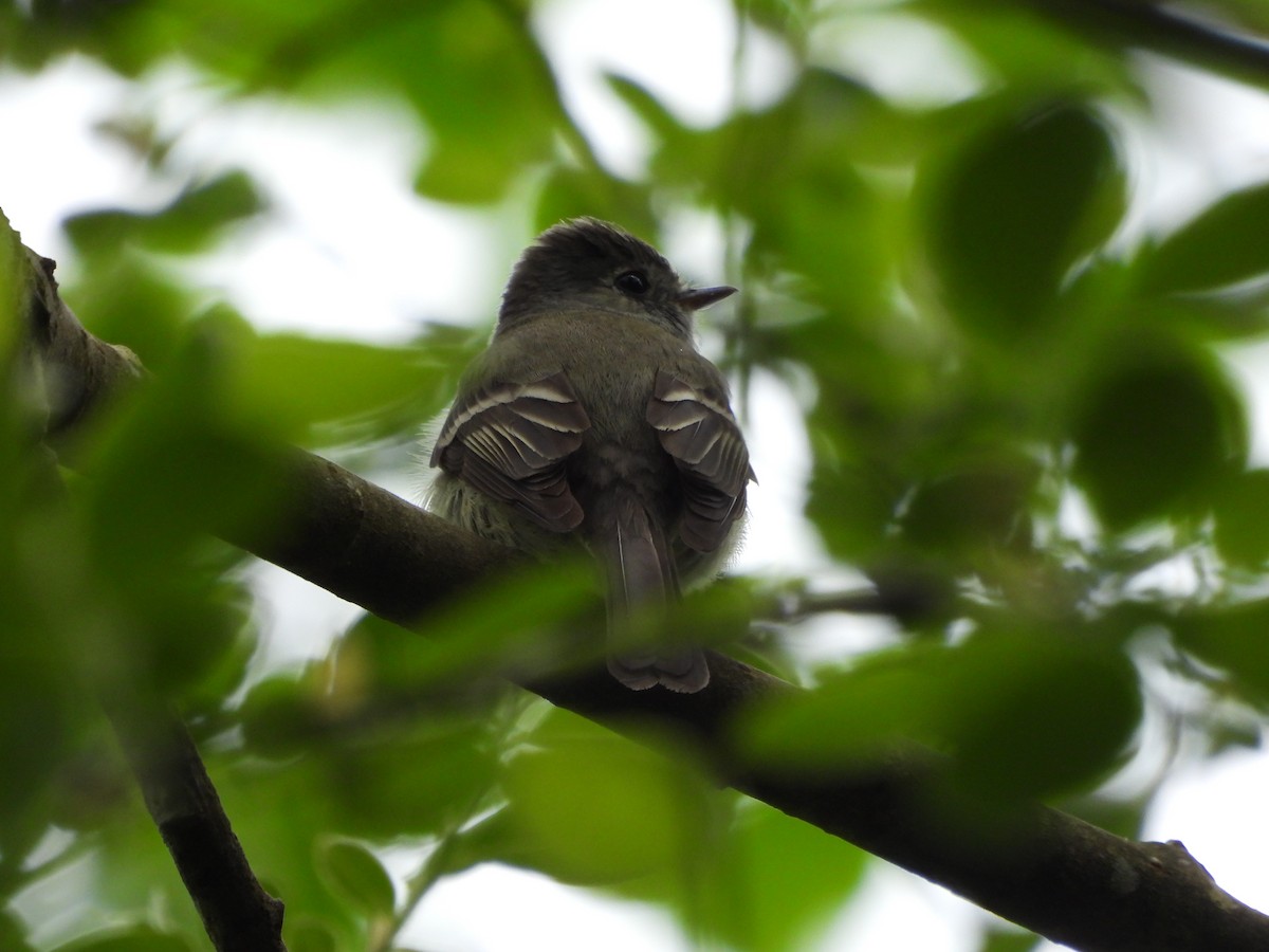 Hammond's Flycatcher - ML618633975