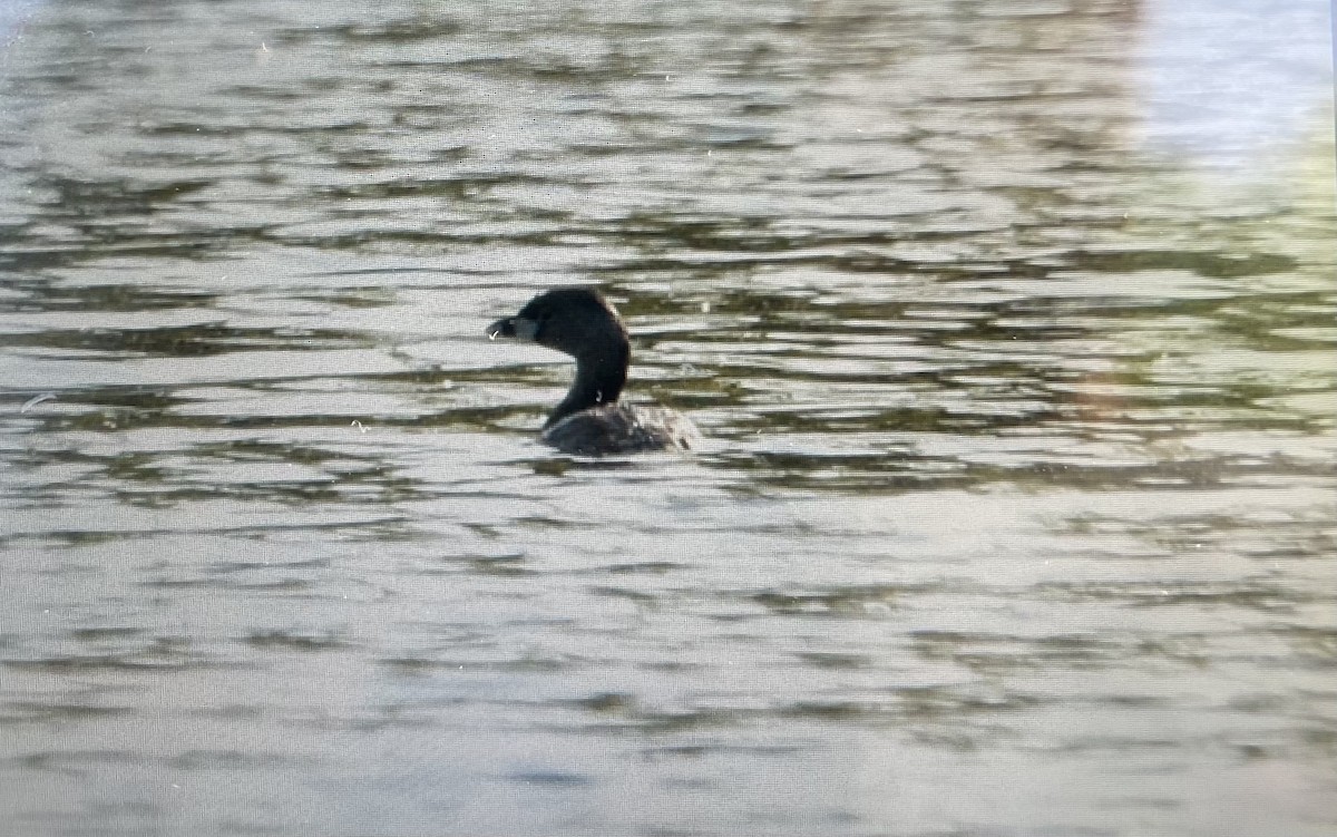 Pied-billed Grebe - ML618634018