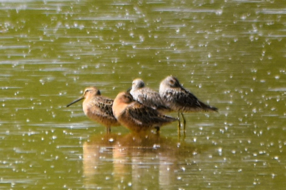 Short-billed Dowitcher - ML618634024