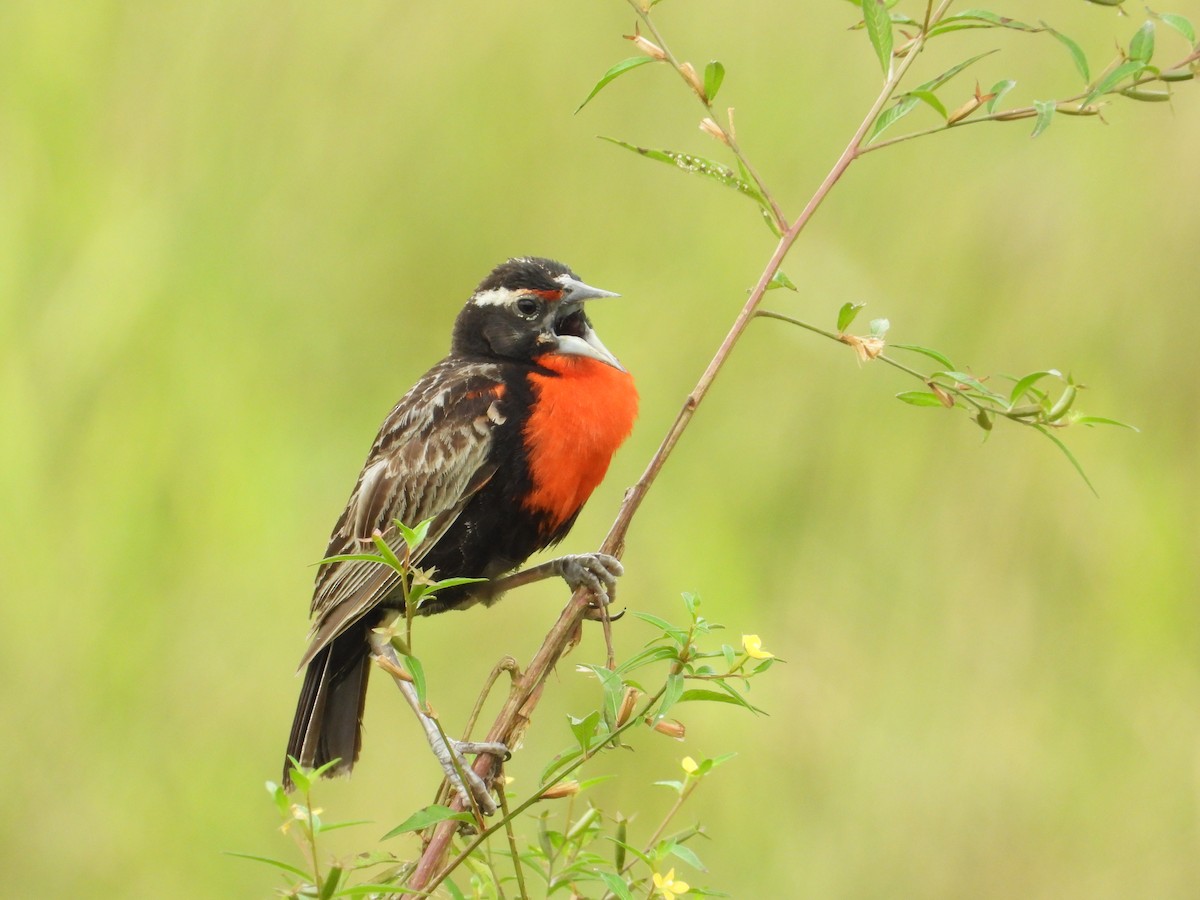 Peruvian Meadowlark - Francisco Sornoza