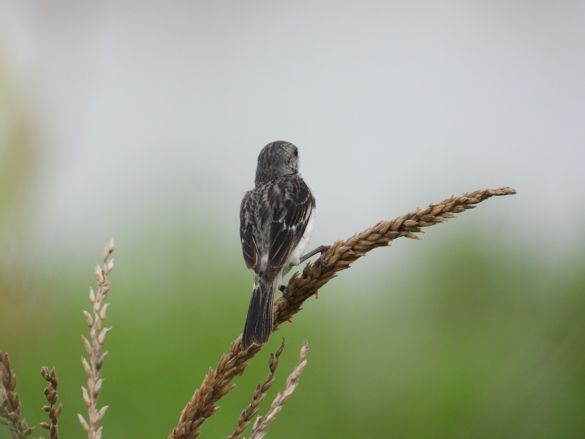 Chestnut-throated Seedeater - Francisco Sornoza