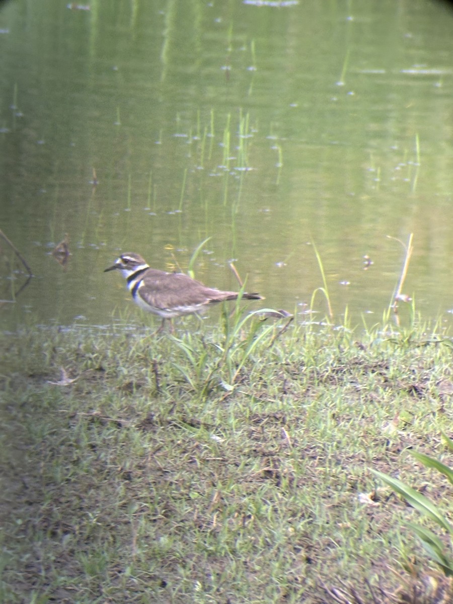 Killdeer - ML618634049