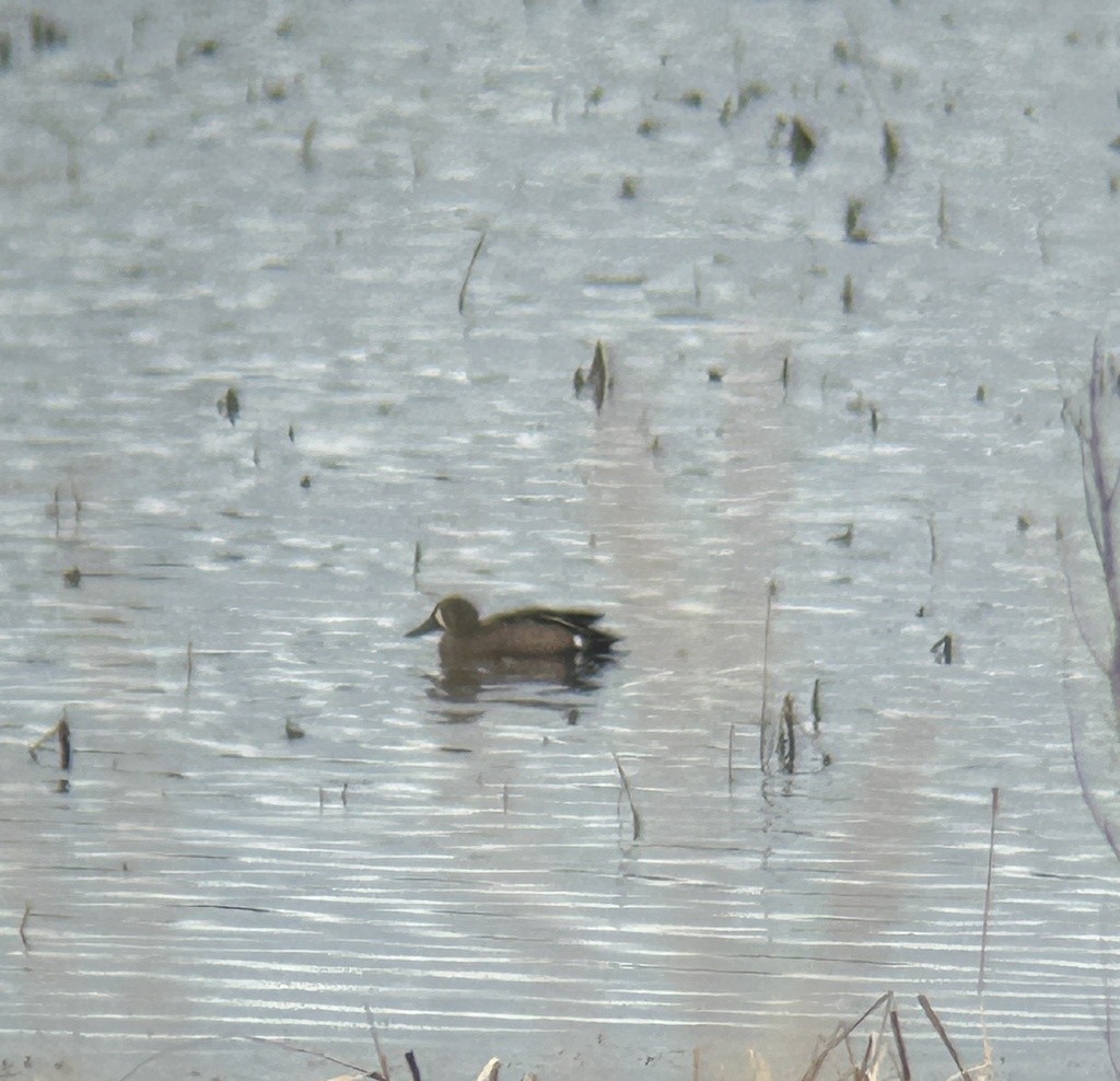 Blue-winged Teal - ML618634070