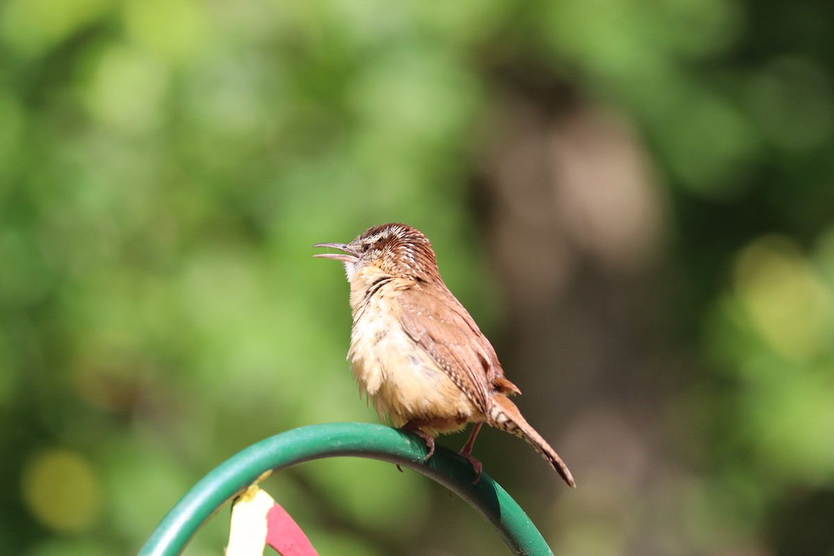 Carolina Wren - ML618634125