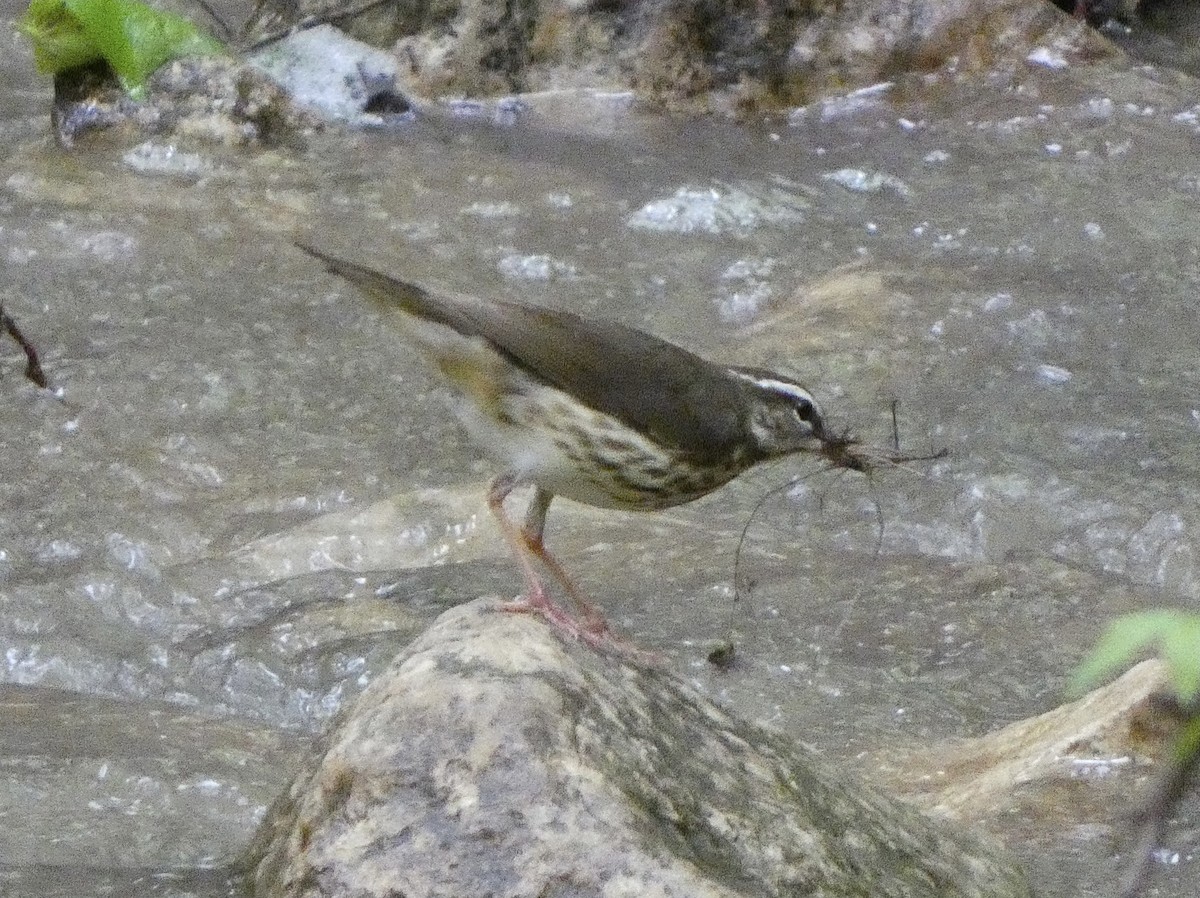 Louisiana Waterthrush - ML618634145