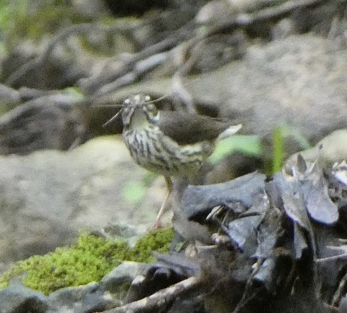 Reinita Charquera de Luisiana - ML618634178