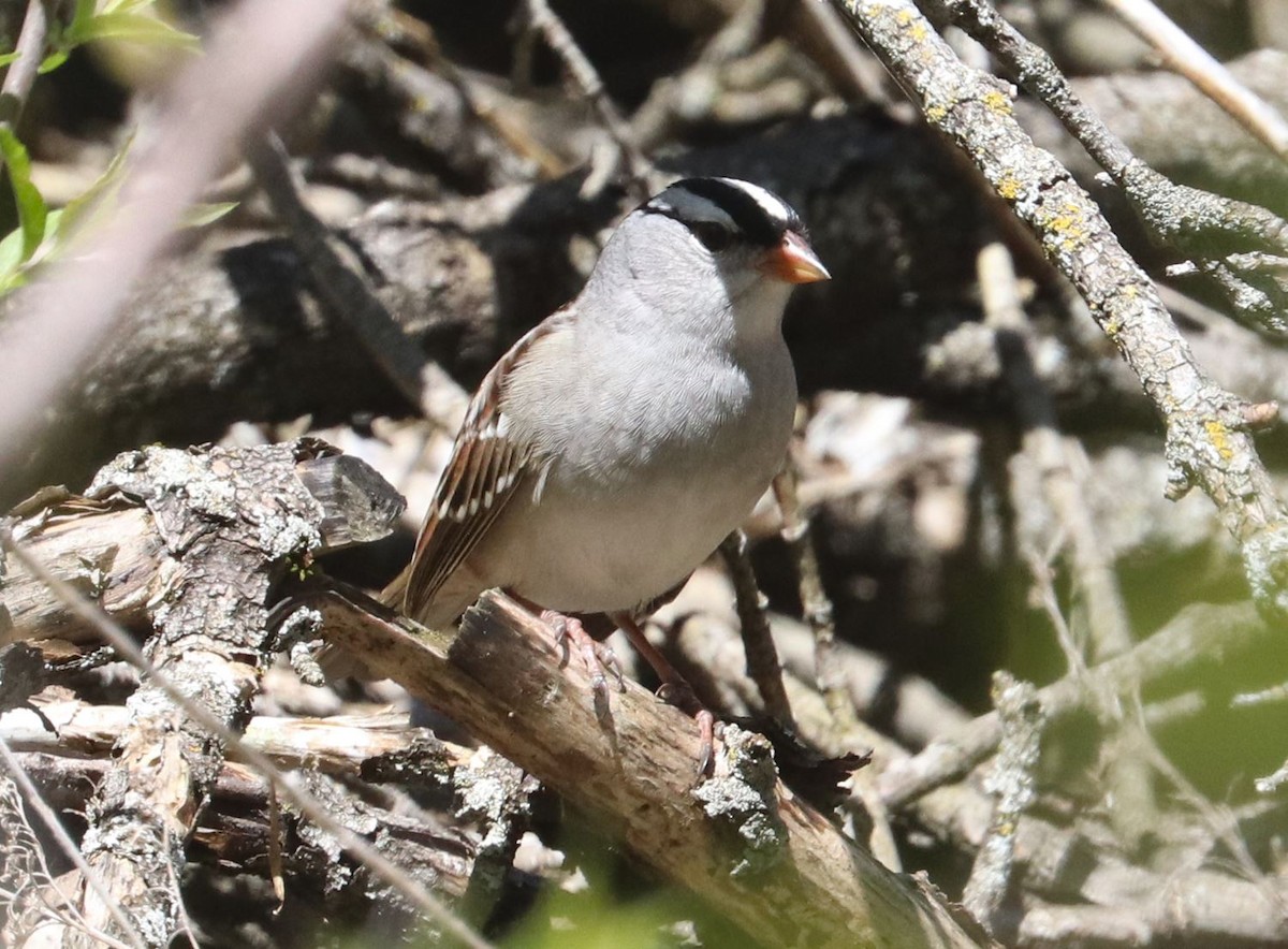 White-crowned Sparrow - Aaron Hywarren