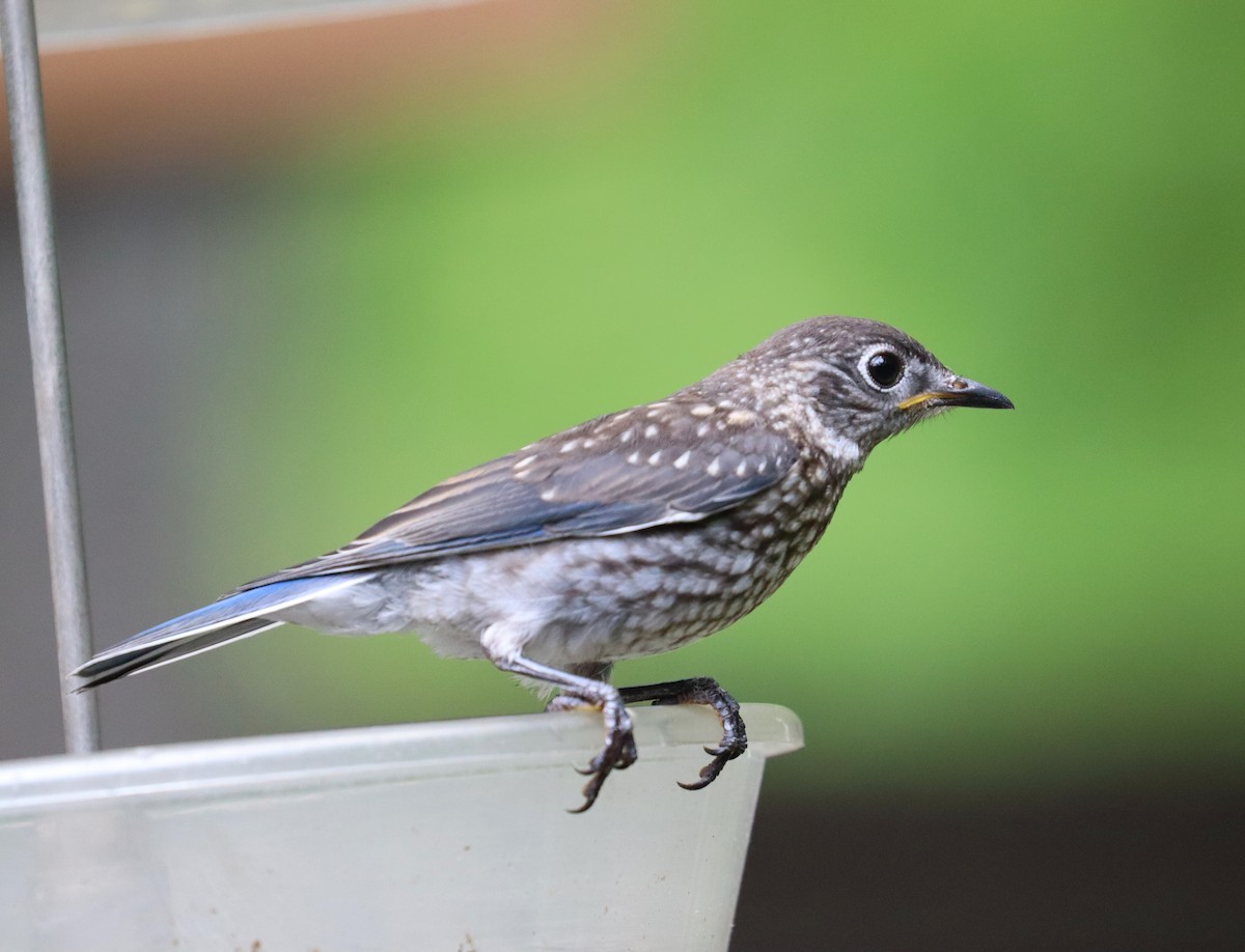 Eastern Bluebird - ML618634205